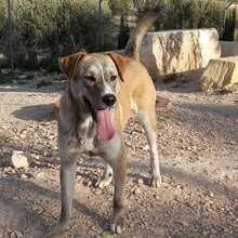 TAHITI, Hund, Mischlingshund in Spanien - Bild 7