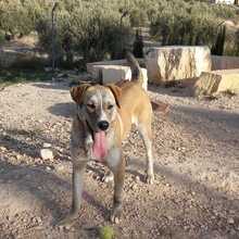TAHITI, Hund, Mischlingshund in Spanien - Bild 8