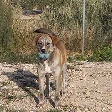 TAHITI, Hund, Mischlingshund in Spanien - Bild 9