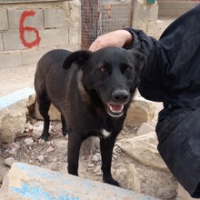 ROGER, Hund, Mischlingshund in Spanien - Bild 12