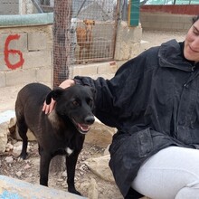 ROGER, Hund, Mischlingshund in Spanien - Bild 13