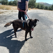 ROGER, Hund, Mischlingshund in Spanien - Bild 17