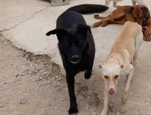 ROGER, Hund, Mischlingshund in Spanien - Bild 22