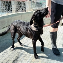 ROGER, Hund, Mischlingshund in Spanien - Bild 25