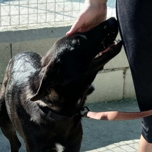 ROGER, Hund, Mischlingshund in Spanien - Bild 26