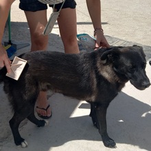 ROGER, Hund, Mischlingshund in Spanien - Bild 27