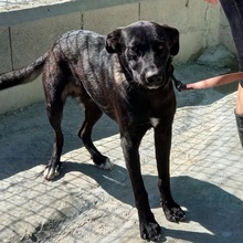 ROGER, Hund, Mischlingshund in Spanien - Bild 28