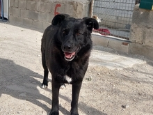 ROGER, Hund, Mischlingshund in Spanien - Bild 3