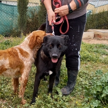 ROGER, Hund, Mischlingshund in Spanien - Bild 36