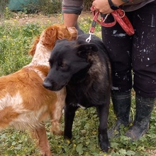 ROGER, Hund, Mischlingshund in Spanien - Bild 38