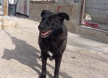 ROGER, Hund, Mischlingshund in Spanien - Bild 4