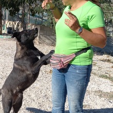 ROGER, Hund, Mischlingshund in Spanien - Bild 7