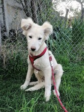 CRAZYEARS, Hund, Mischlingshund in Rumänien - Bild 1