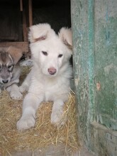 CRAZYEARS, Hund, Mischlingshund in Rumänien - Bild 13