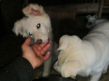 CRAZYEARS, Hund, Mischlingshund in Rumänien - Bild 15