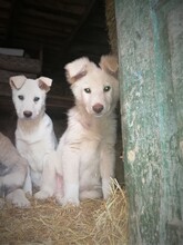 CRAZYEARS, Hund, Mischlingshund in Rumänien - Bild 16