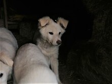 CRAZYEARS, Hund, Mischlingshund in Rumänien - Bild 17