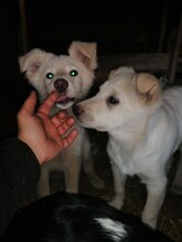 CRAZYEARS, Hund, Mischlingshund in Rumänien - Bild 19
