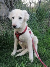 CRAZYEARS, Hund, Mischlingshund in Rumänien - Bild 2