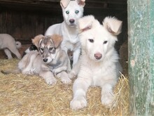 CRAZYEARS, Hund, Mischlingshund in Rumänien - Bild 20