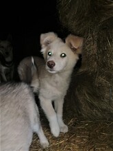 CRAZYEARS, Hund, Mischlingshund in Rumänien - Bild 21