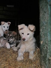CRAZYEARS, Hund, Mischlingshund in Rumänien - Bild 22