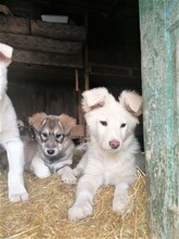 CRAZYEARS, Hund, Mischlingshund in Rumänien - Bild 25