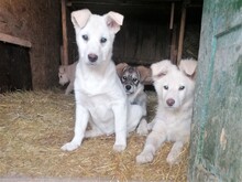 CRAZYEARS, Hund, Mischlingshund in Rumänien - Bild 26