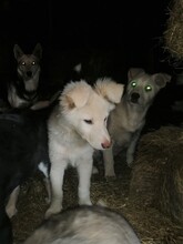 CRAZYEARS, Hund, Mischlingshund in Rumänien - Bild 27