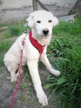 CRAZYEARS, Hund, Mischlingshund in Rumänien - Bild 4