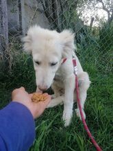 CRAZYEARS, Hund, Mischlingshund in Rumänien - Bild 5