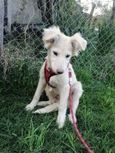 CRAZYEARS, Hund, Mischlingshund in Rumänien - Bild 6