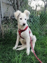 CRAZYEARS, Hund, Mischlingshund in Rumänien - Bild 9