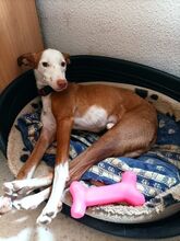 TERRY2, Hund, Mischlingshund in Spanien - Bild 2