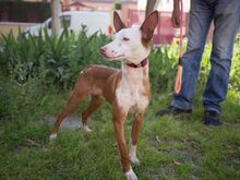 TERRY2, Hund, Mischlingshund in Spanien - Bild 9