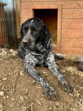 BETTY, Hund, Mischlingshund in Rumänien - Bild 11