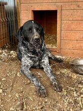 BETTY, Hund, Mischlingshund in Rumänien - Bild 17