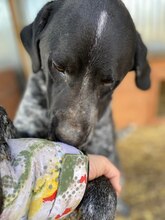BETTY, Hund, Mischlingshund in Rumänien - Bild 18