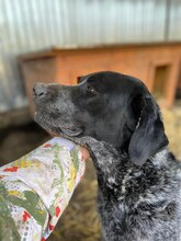 BETTY, Hund, Mischlingshund in Rumänien - Bild 20