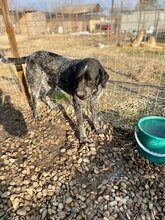 BETTY, Hund, Mischlingshund in Rumänien - Bild 22