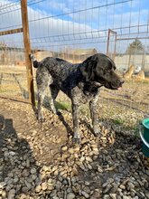 BETTY, Hund, Mischlingshund in Rumänien - Bild 24
