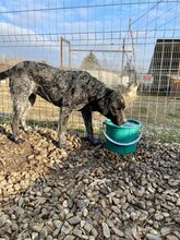BETTY, Hund, Mischlingshund in Rumänien - Bild 25