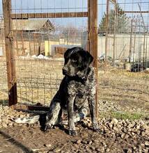 BETTY, Hund, Mischlingshund in Rumänien - Bild 27