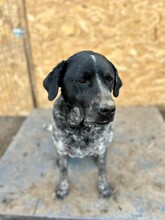 BETTY, Hund, Mischlingshund in Rumänien - Bild 4