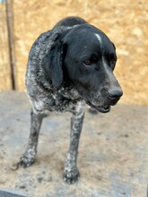 BETTY, Hund, Mischlingshund in Rumänien - Bild 8