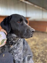 BETTY, Hund, Mischlingshund in Rumänien - Bild 9