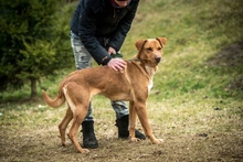DEMI, Hund, Mischlingshund in Ungarn - Bild 1