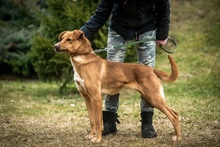 DEMI, Hund, Mischlingshund in Ungarn - Bild 10