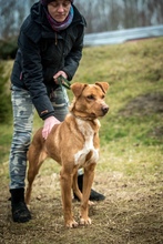 DEMI, Hund, Mischlingshund in Ungarn - Bild 11