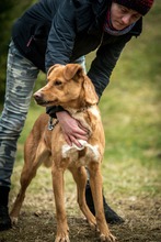 DEMI, Hund, Mischlingshund in Ungarn - Bild 2